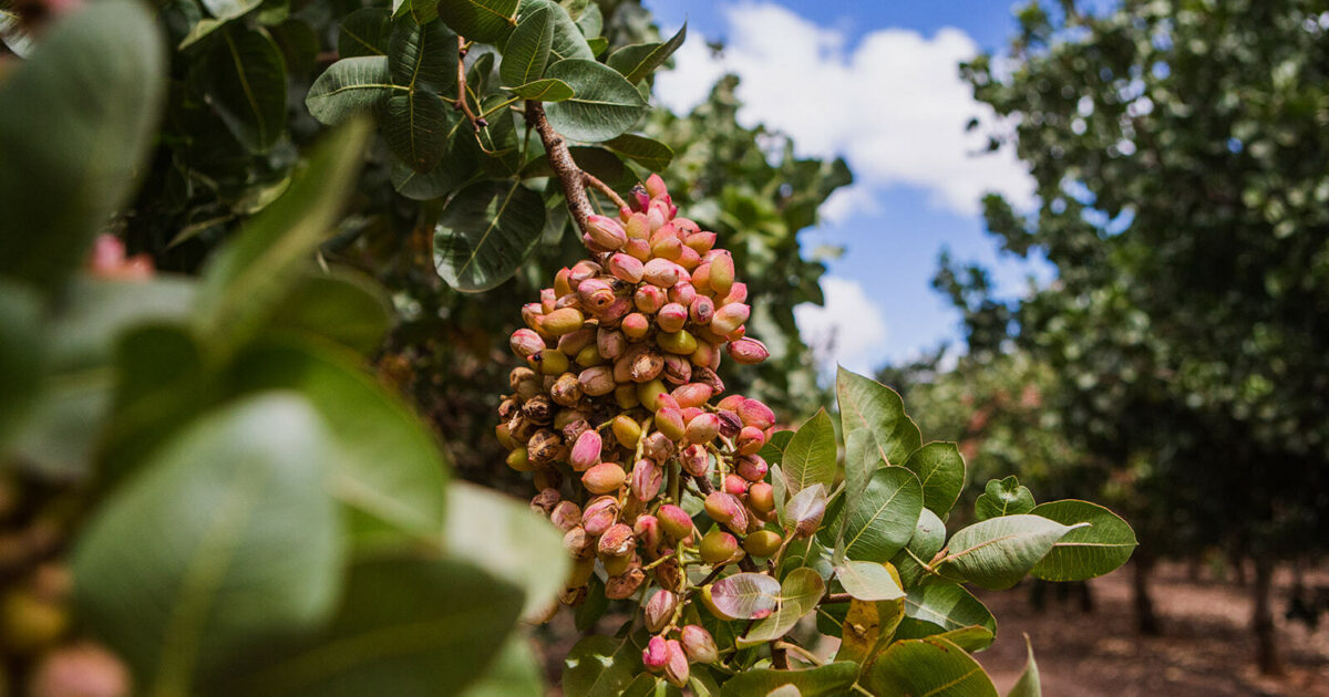 Pistachios • Nut Producers Australia