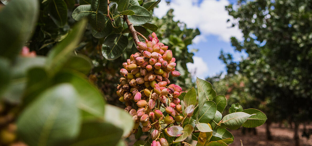 Pistachios • Nut Producers Australia